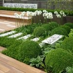 Boxwood evergreen cum să crească și de îngrijire, plantare butași acasă, tăierea