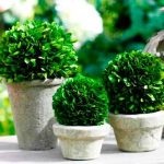 Boxwood evergreen cum să crească și de îngrijire, plantare butași acasă, tăierea