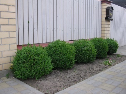 Boxwood evergreen cum să crească și de îngrijire, plantare butași acasă, tăierea