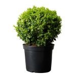 Boxwood evergreen cum să crească și de îngrijire, plantare butași acasă, tăierea