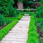 Boxwood evergreen cum să crească și de îngrijire, plantare butași acasă, tăierea