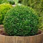 Boxwood evergreen cum să crească și de îngrijire, plantare butași acasă, tăierea