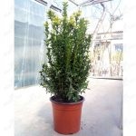 Boxwood evergreen cum să crească și de îngrijire, plantare butași acasă, tăierea