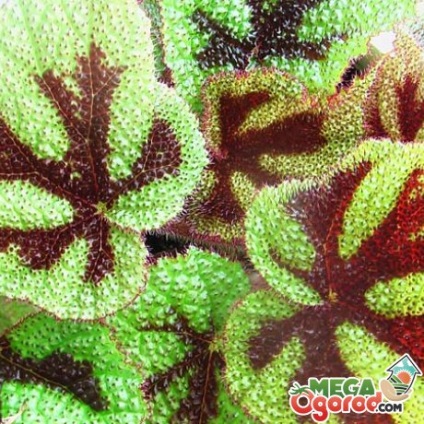 Secretele reproducerii, cultivării și îngrijirii corecte a begoniei decorative și foioase
