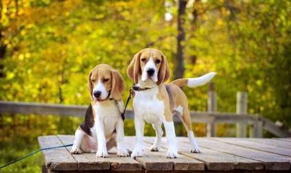 Beagle puppies (55 imagini) cum să aibă grijă, adult, descriere, video