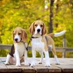 Beagle puppies (55 imagini) cum să aibă grijă, adult, descriere, video