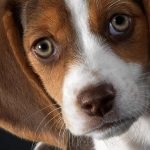 Beagle puppies (55 imagini) cum să aibă grijă, adult, descriere, video