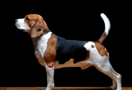 Beagle puppies (55 imagini) cum să aibă grijă, adult, descriere, video