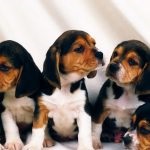 Beagle puppies (55 imagini) cum să aibă grijă, adult, descriere, video