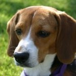 Beagle puppies (55 imagini) cum să aibă grijă, adult, descriere, video