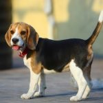 Beagle puppies (55 imagini) cum să aibă grijă, adult, descriere, video