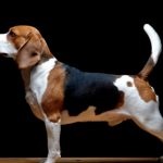 Beagle puppies (55 imagini) cum să aibă grijă, adult, descriere, video