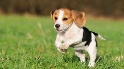 Beagle puppies (55 imagini) cum să aibă grijă, adult, descriere, video