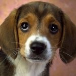 Beagle puppies (55 imagini) cum să aibă grijă, adult, descriere, video