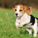 Beagle puppies (55 imagini) cum să aibă grijă, adult, descriere, video