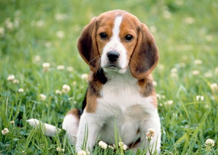 Beagle puppies (55 imagini) cum să aibă grijă, adult, descriere, video