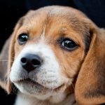 Beagle puppies (55 imagini) cum să aibă grijă, adult, descriere, video