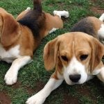 Beagle puppies (55 imagini) cum să aibă grijă, adult, descriere, video