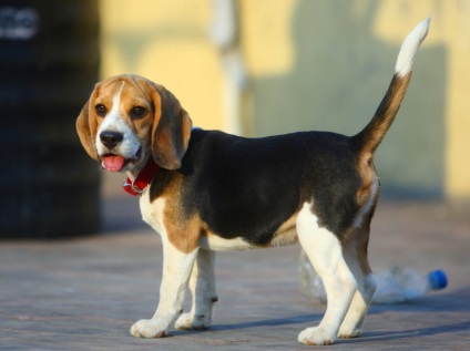 Beagle puppies (55 imagini) cum să aibă grijă, adult, descriere, video