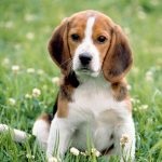 Beagle puppies (55 imagini) cum să aibă grijă, adult, descriere, video