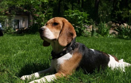 Beagle puppies (55 imagini) cum să aibă grijă, adult, descriere, video