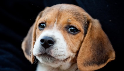 Beagle puppies (55 imagini) cum să aibă grijă, adult, descriere, video