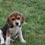 Beagle puppies (55 imagini) cum să aibă grijă, adult, descriere, video