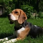 Beagle puppies (55 imagini) cum să aibă grijă, adult, descriere, video