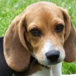 Beagle puppies (55 imagini) cum să aibă grijă, adult, descriere, video