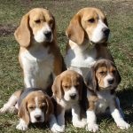 Beagle puppies (55 imagini) cum să aibă grijă, adult, descriere, video