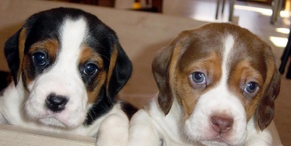 Beagle puppies (55 imagini) cum să aibă grijă, adult, descriere, video