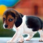 Beagle puppies (55 imagini) cum să aibă grijă, adult, descriere, video