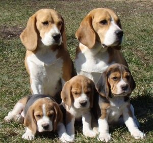 Beagle puppies (55 imagini) cum să aibă grijă, adult, descriere, video