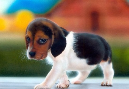 Beagle puppies (55 imagini) cum să aibă grijă, adult, descriere, video