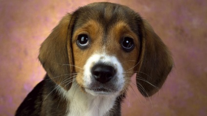 Beagle puppies (55 imagini) cum să aibă grijă, adult, descriere, video