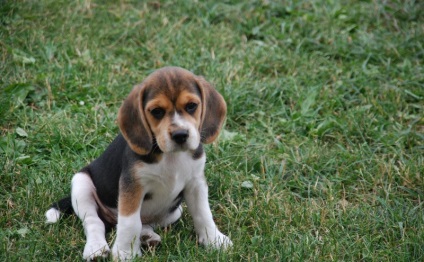 Beagle puppies (55 imagini) cum să aibă grijă, adult, descriere, video