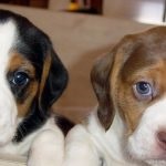 Beagle puppies (55 imagini) cum să aibă grijă, adult, descriere, video