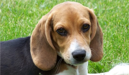 Beagle puppies (55 imagini) cum să aibă grijă, adult, descriere, video