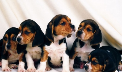 Beagle puppies (55 imagini) cum să aibă grijă, adult, descriere, video