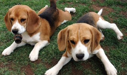 Beagle puppies (55 imagini) cum să aibă grijă, adult, descriere, video