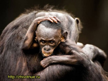 Chimpanzee pitic (bonobo) - bonobo de maimuță