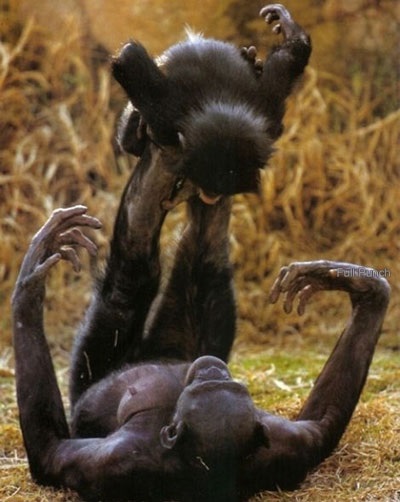 Chimpanzee pitic (bonobo) - bonobo de maimuță