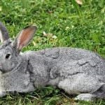 Chinchilla Bunny (55 kép) A fajta leírása és jellemzői, mekkora súlya, véleménye