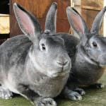 Chinchilla Bunny (55 kép) A fajta leírása és jellemzői, mekkora súlya, véleménye