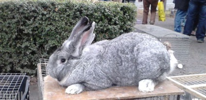 Chinchilla Bunny (55 kép) A fajta leírása és jellemzői, mekkora súlya, véleménye