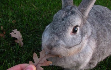 Chinchilla Bunny (55 kép) A fajta leírása és jellemzői, mekkora súlya, véleménye