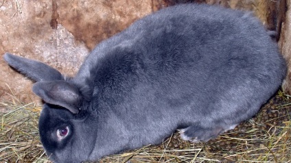 Chinchilla Bunny (55 pics) descrierea și caracteristicile rasei, ce greutate, recenzii