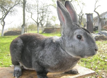 Chinchilla Bunny (55 pics) descrierea și caracteristicile rasei, ce greutate, recenzii