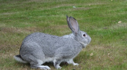 Chinchilla Bunny (55 pics) descrierea și caracteristicile rasei, ce greutate, recenzii