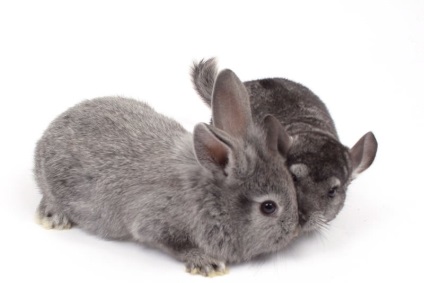 Chinchilla Bunny (55 kép) A fajta leírása és jellemzői, mekkora súlya, véleménye